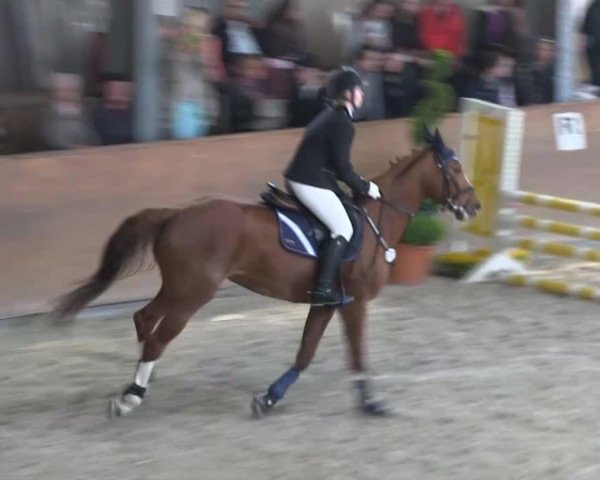 jumper Penelope 157 (Westphalian, 1995, from Pit I)
