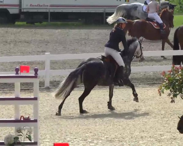 jumper Che Figa (Württemberger, 2006, from Colman)