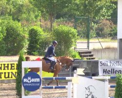 jumper Region 3 (CIS Warmblood, 2002)