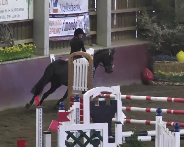 Springpferd Anouk 29 (Deutsches Reitpony, 2000)