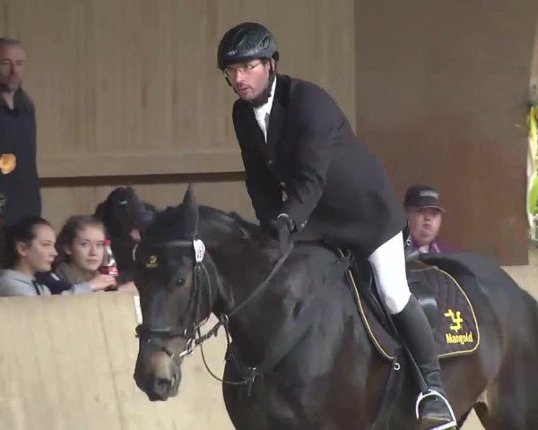 jumper Salieria (Hanoverian, 2006, from Salieri)