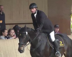 jumper Salieria (Hanoverian, 2006, from Salieri)