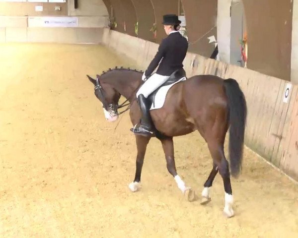 dressage horse Ra 3 (Bavarian, 1996, from Ragazzo)