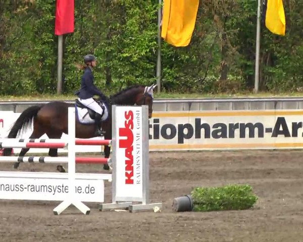 jumper Speedy 376 (German Sport Horse, 2006, from Syndikat)