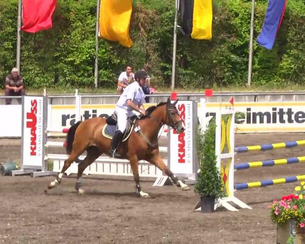 Springpferd Acordino (Württemberger, 2006, von Acordelli)
