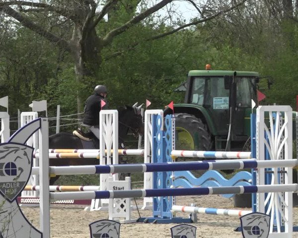 Reitturnier Lampertheim 2021