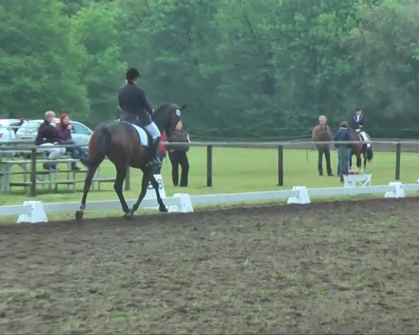 dressage horse Luna Rossa 3 (Hanoverian, 2007, from Londonderry)