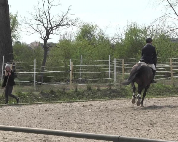 Reitturnier Lampertheim 2021