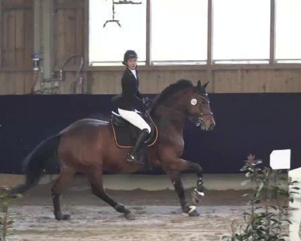 Zuchtstute Acaletta (Holsteiner, 2002, von Acord II) Zuchtstute Acaletta (Holsteiner, 2002, von Acord II)