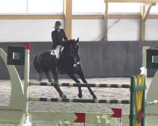 Springpferd Caprice 324 (Lettisches Warmblut, 1998, von Calando IV)