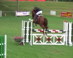 jumper Disco 93 (German Sport Horse, 2006, from Dijon)