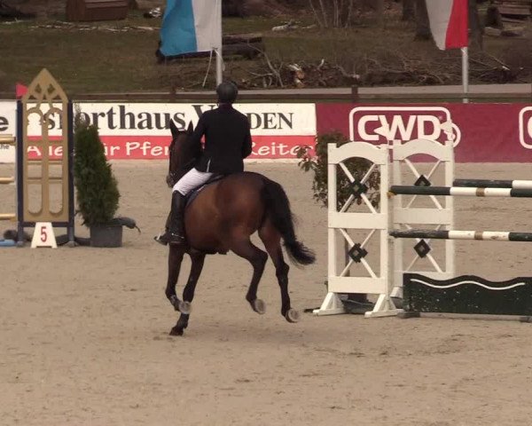 FEI Reitturnier Westergellersen (GER) 2021