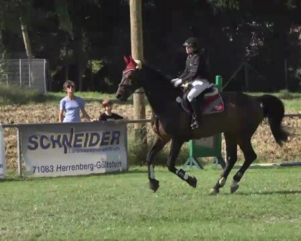 jumper Günter 7 (German Sport Horse, 2005, from Moosbachhofs Goldwing)