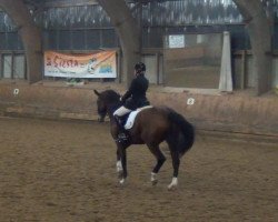 dressage horse Aurelio 11 (Oldenburg, 2001, from Abanos)