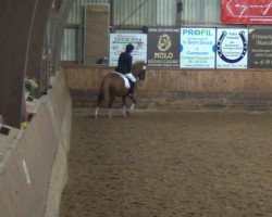 dressage horse Gino 554 (unknown, 2003)