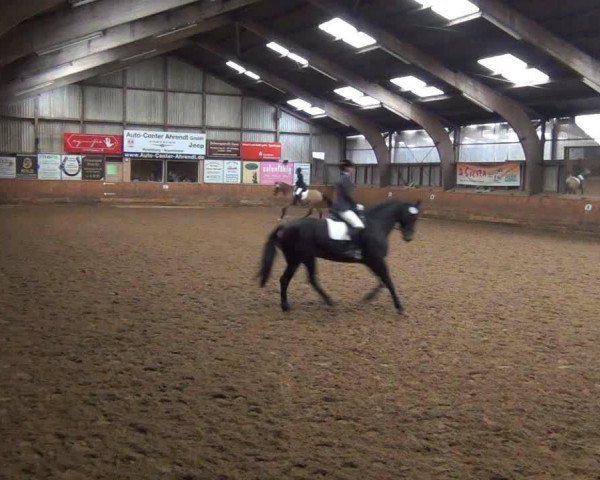 broodmare Soel'rings Cassandra (German Warmblood, 2004, from King Milford xx)