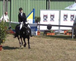 broodmare Geraldine 184 (German Riding Pony, 2005, from Holsteins Harlekin)