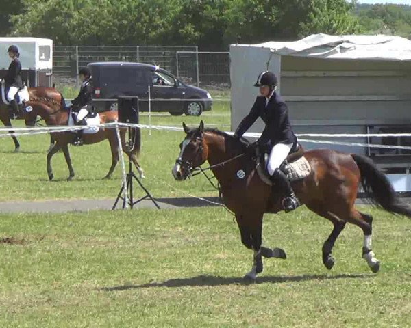 jumper Caddy 36 (Holsteiner, 1997, from Alasca)