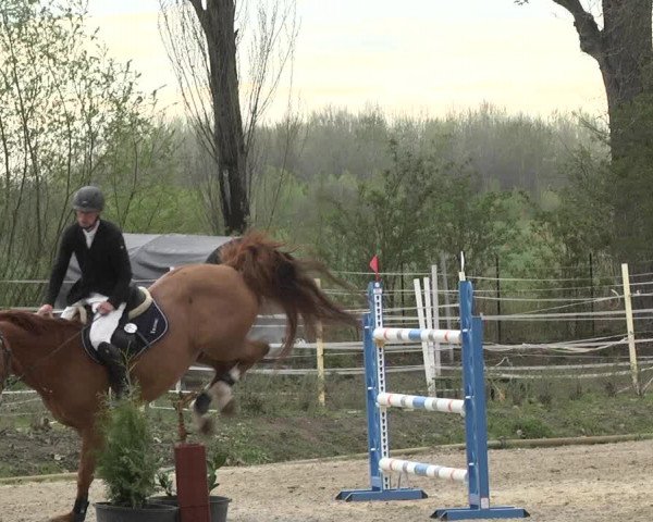 Reitturnier Lampertheim 2021