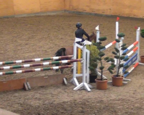 jumper Ronja 2053 (Pony without race description, 2002, from Maritim II)