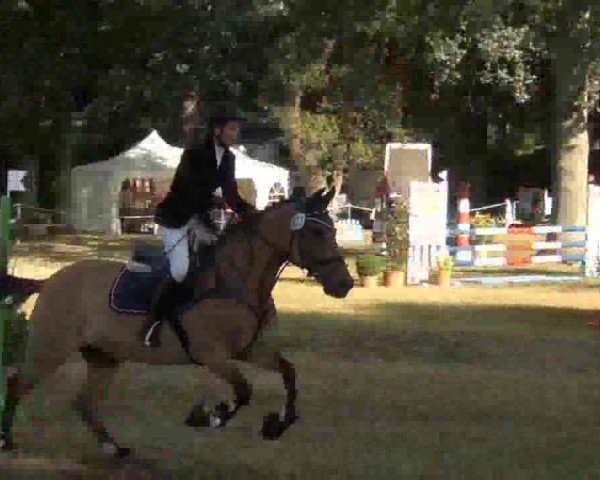 dressage horse Sandiego 9 (German Riding Pony, 2000, from Saturn)
