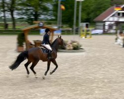 jumper Courage 132 (Westphalian, 2009, from Clinton)
