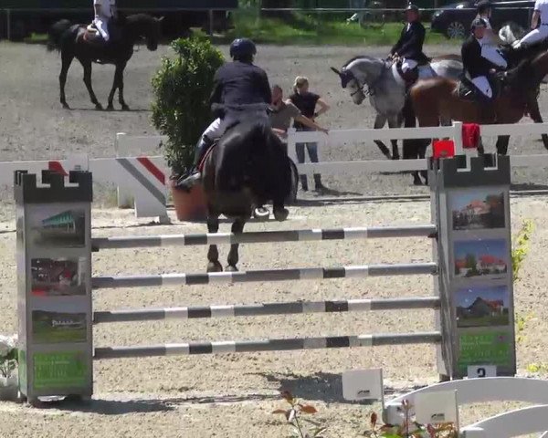 jumper Little Lunatic 2 (Hanoverian, 2003, from Litas-Star)