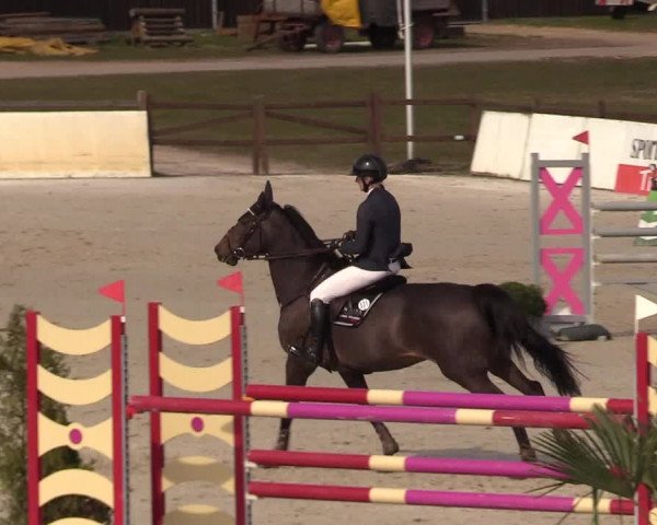 FEI Reitturnier Westergellersen (GER) 2021