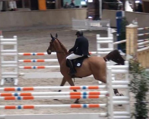 jumper Romantica 95 (Hanoverian, 2001, from Rouletto)