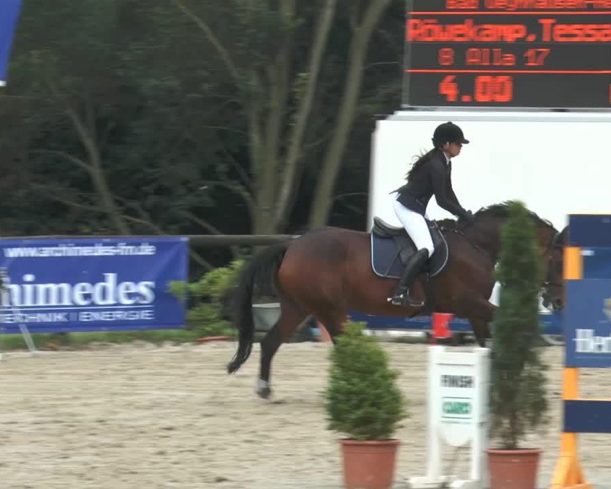 Springpferd Alla 17 (Lettisches Warmblut, 2002, von Audi Quattro)