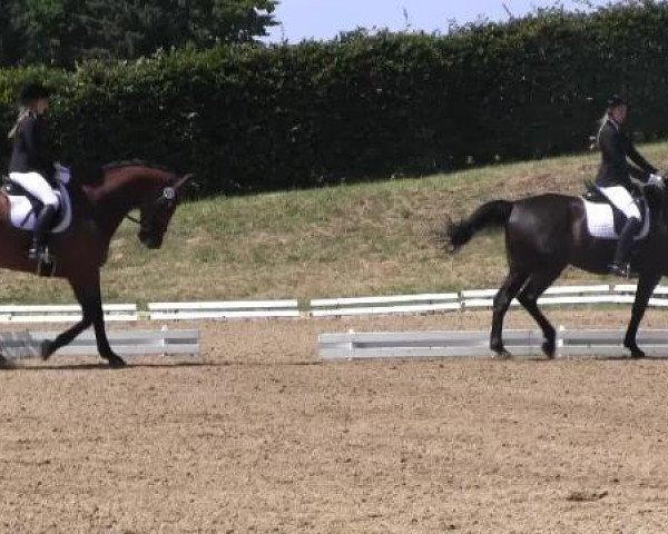 dressage horse El Capitan 3 (Westphalian, 2003, from Ehrentusch)