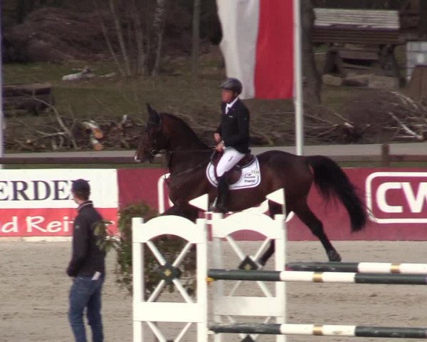 FEI Reitturnier Westergellersen (GER) 2021
