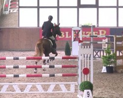 Springpferd Donnerlittchen 37 (unbekannt, 2004)