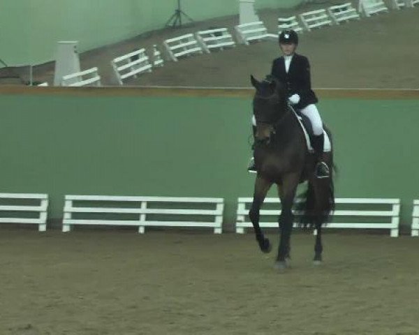 Dressurpferd Rossini 204 (Sachsen-Anhaltiner, 1999, von Rotarier) Dressurpferd Rossini 204 (Sachsen-Anhaltiner, 1999, von Rotarier)