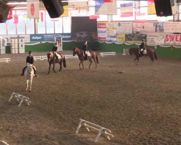 dressage horse Balduin 33 (Pony without race description, 1999) dressage horse Balduin 33 (Pony without race description, 1999)