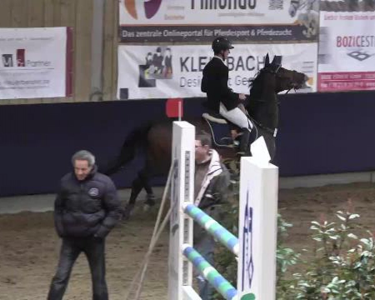 Broodmare Cessna 15 (Württemberger, 2006, from Come Well)