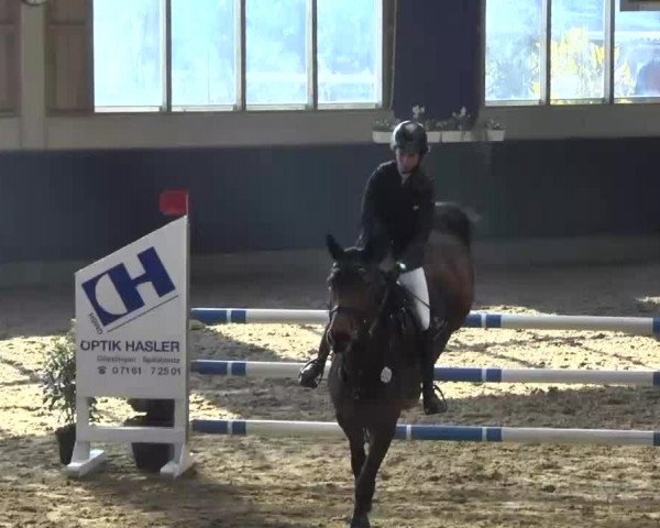 Zuchtstute W-Contara (Holsteiner, 2006, von Contender)