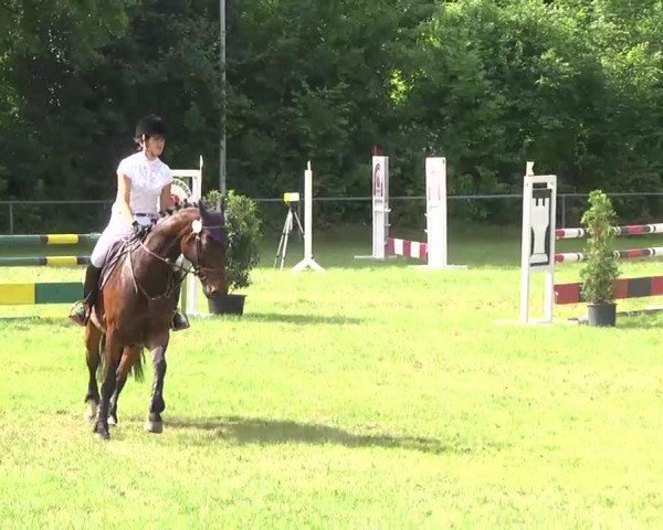Springpferd Soleil 26 (Württemberger, 2007, von Sir Oldenburg)