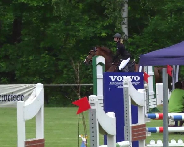 Springpferd Leo 454 (Rheinländer, 2004, von Levados)