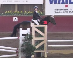 jumper Casanova 364 (Württemberger, 2005, from Candillo Z)