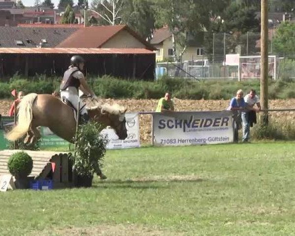 jumper Antonio 103 (Haflinger, 2002, from Abendstern)
