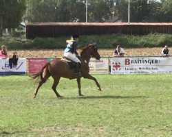 jumper Papillon 159 (French Pony, 2003, from David De La Brunie AA)