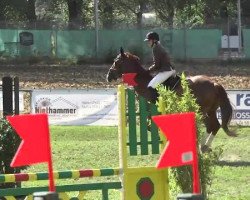 jumper Dinaro 22 (Westphalian, 1997, from Dinard L)