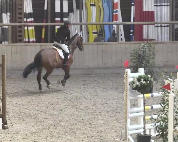 jumper Cinderella 554 (Hanoverian, 2004, from Conteur)