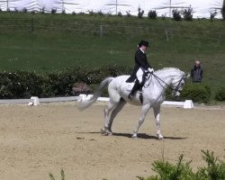 dressage horse Wamiro 3 (Zweibrücken, 1998, from Woerth)