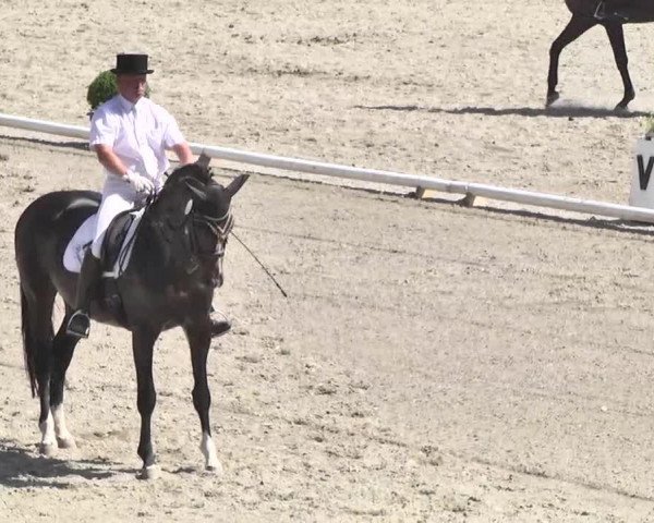 dressage horse Alexej 13 (Hessian Warmblood, 1998, from Alpenkoenig)