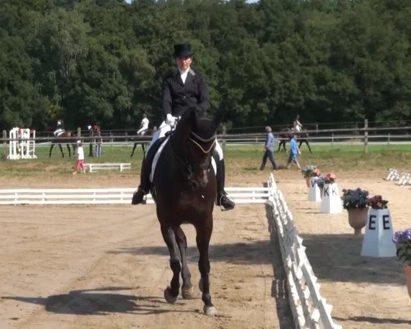 dressage horse Wanda Wunderding (Hanoverian, 2005, from Warkant)