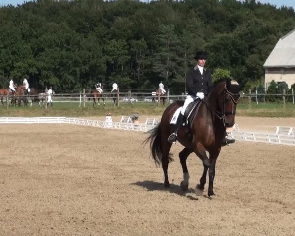 dressage horse Wilhelma 5 (Hanoverian, 1996, from Warkant)