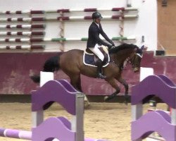 Springpferd Drago 105 (Deutsches Reitpferd, 2003, von Dusold)