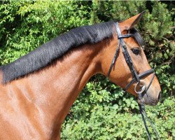 broodmare Cura Maya (Westphalian, 2010, from Comme il Faut)
